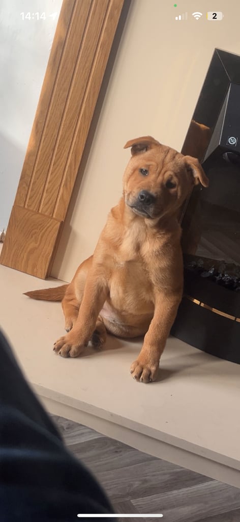 Shar pei x chow chow girl 11 weeks old 
