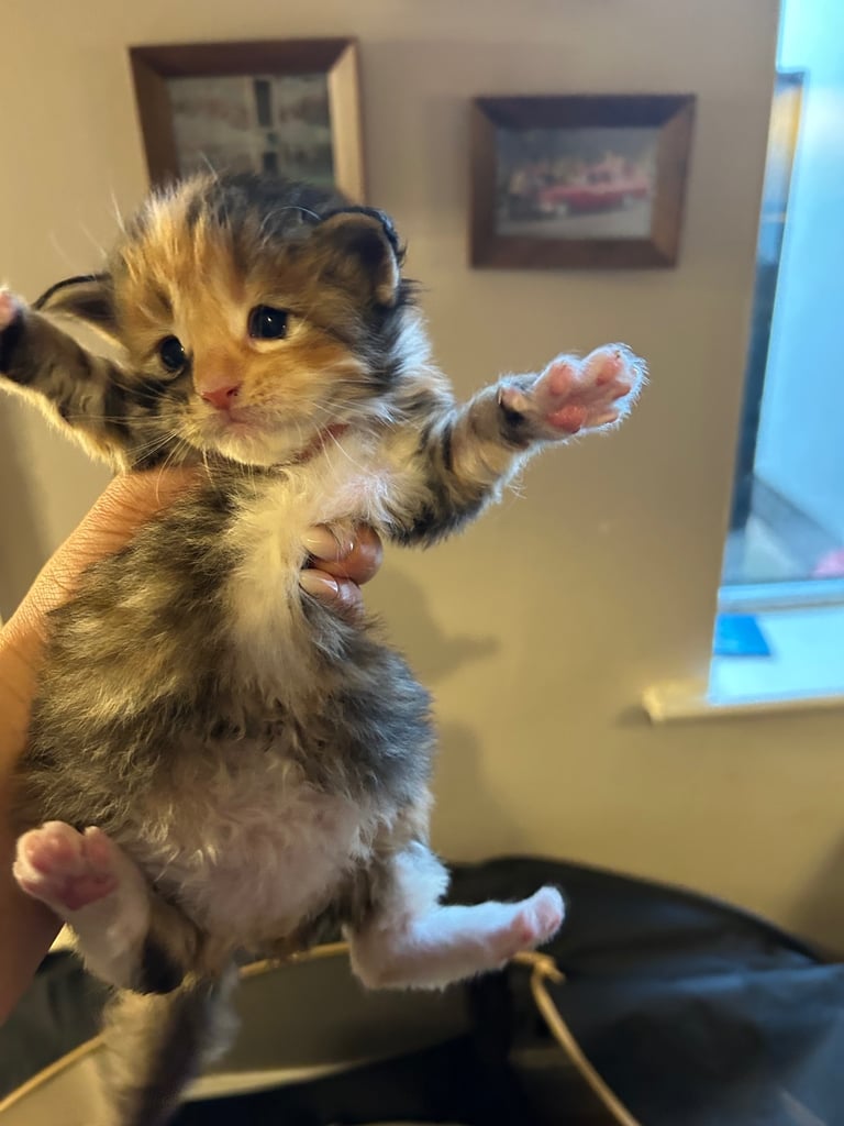 XL Main Coon Kittens ready soon for sale 