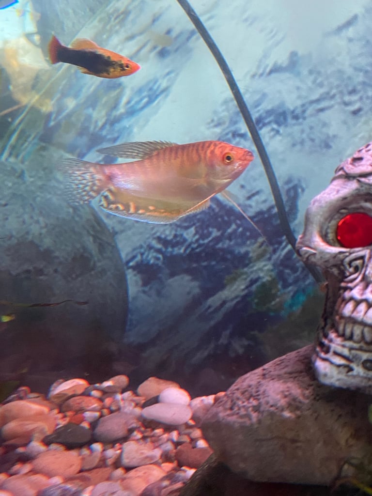 Aquarium with fish