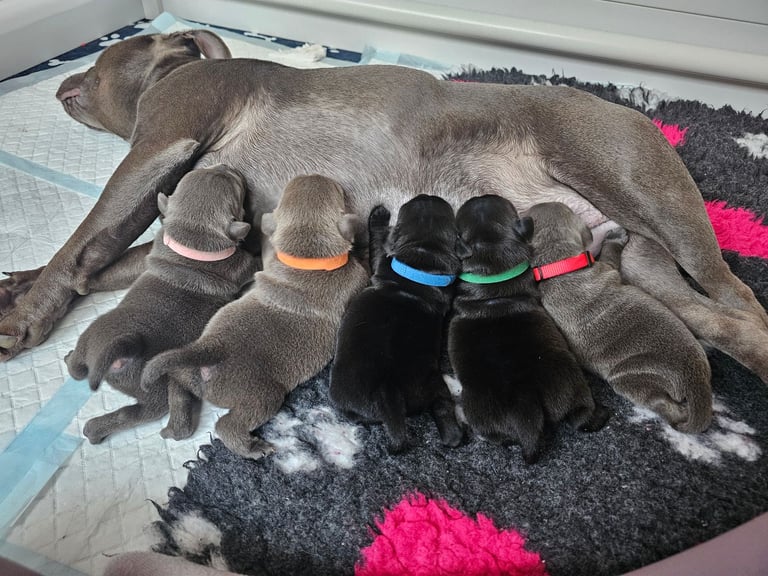 Ch Rampage grand pups