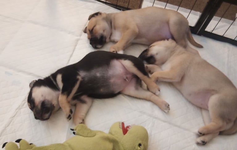 Pug X Collie (Pugollie) Puppies Looking For Their Forever Homes