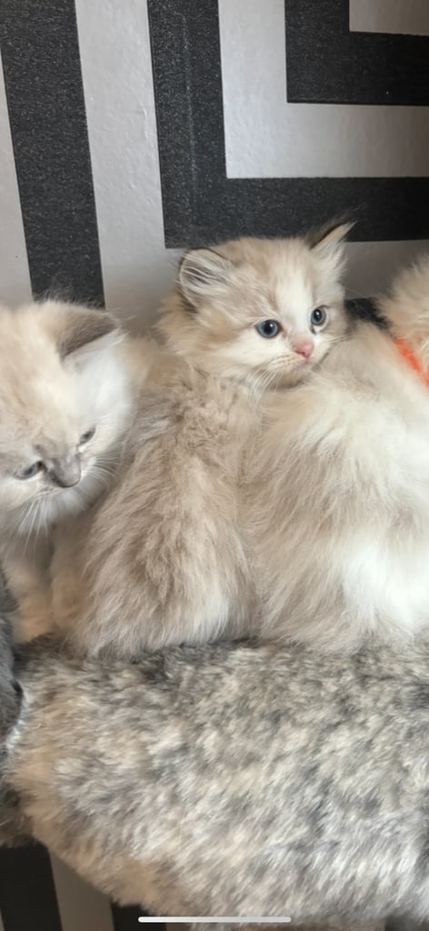 ragdoll x persian last boy available 