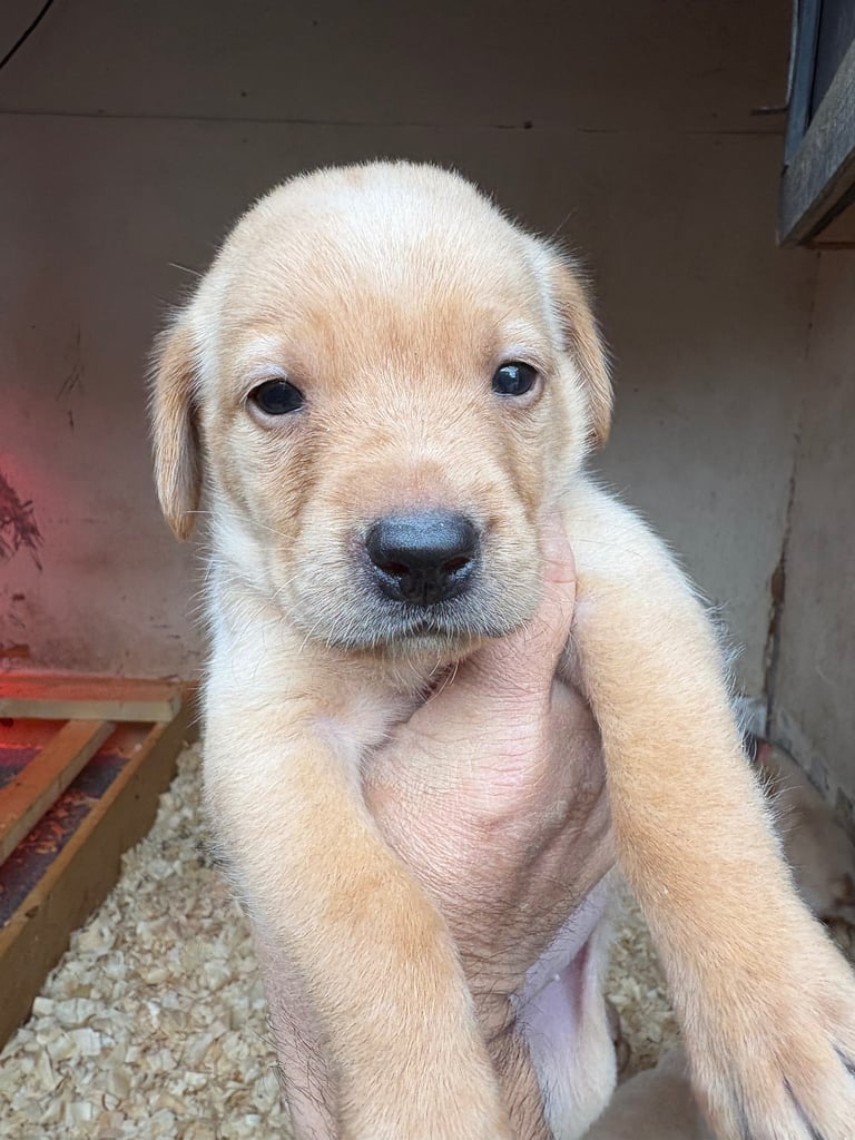 Labrador pups 