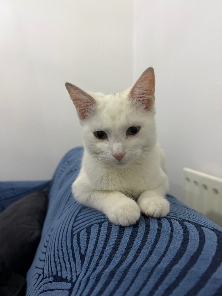 6 months old white kitten 