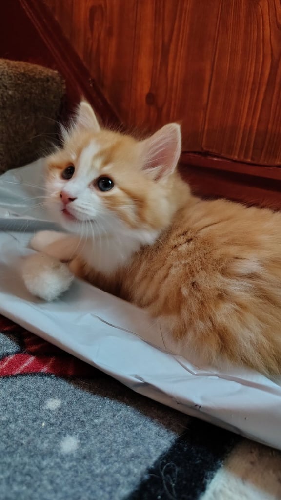 3 kittens ready to go home - All reserved