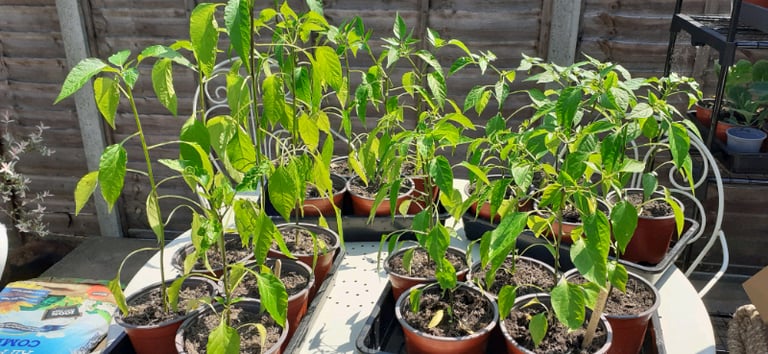 Chilli and Cayenna plants