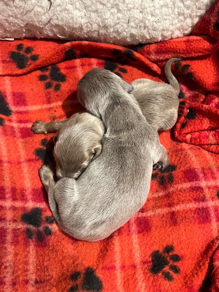 Dachshund miniature puppies 
