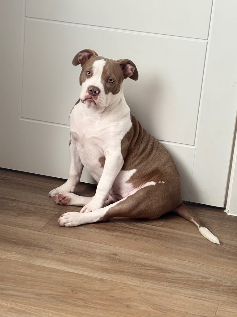 image for Pocket bully female pup 
