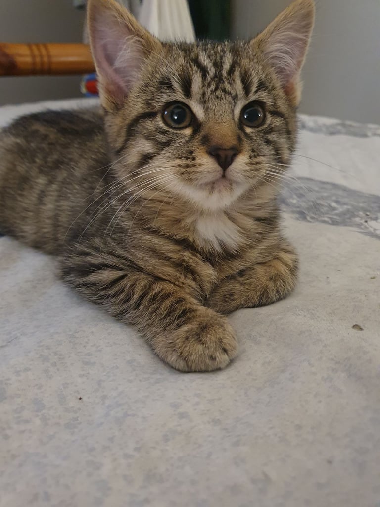 image for Gorgeous Girl kitten