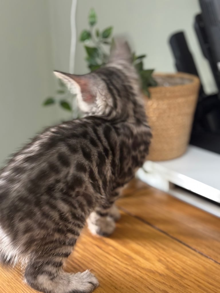 Maine coon cross Bengal kittens ready now 