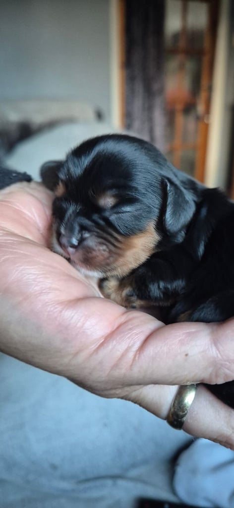 1 Cute Cavalier King Charles Puppy
