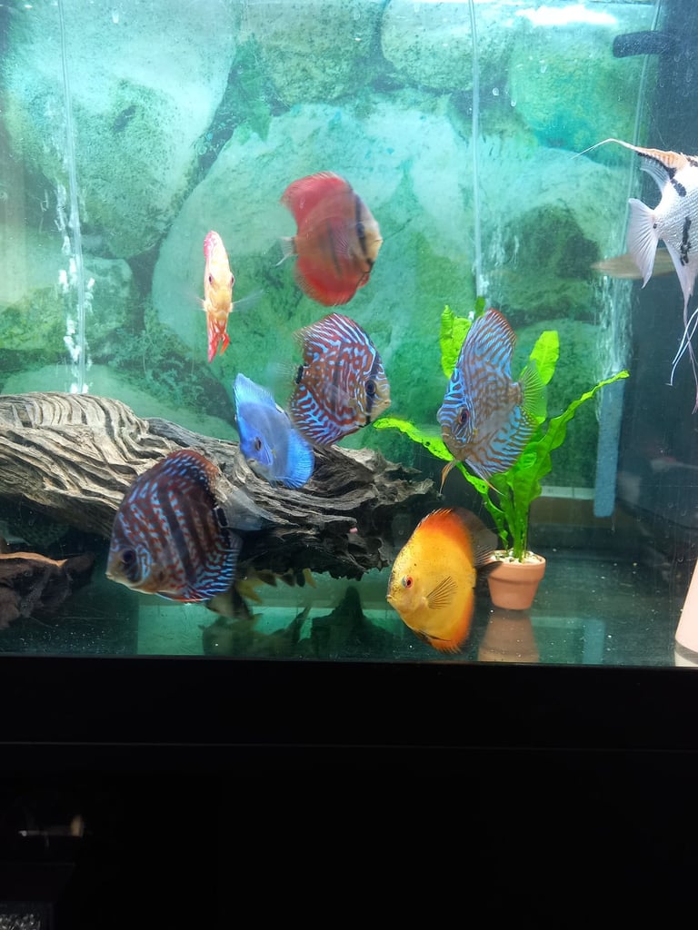 5ft juwel full set up