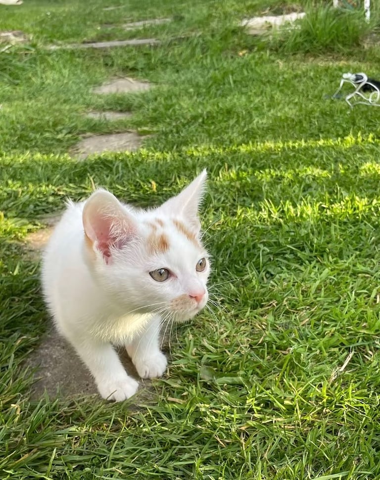 Kitten 13 weeks male  £25