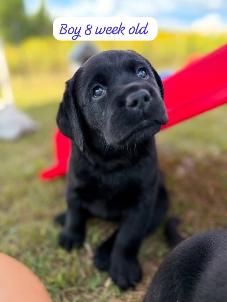 Labrador Retriever Puppies Available Now