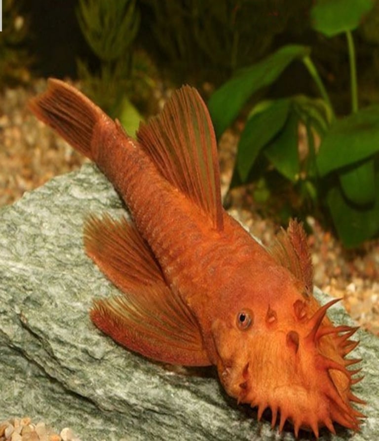 Super Red bristlenose plecos