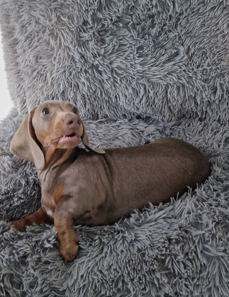 Miniture dachshund puppies 