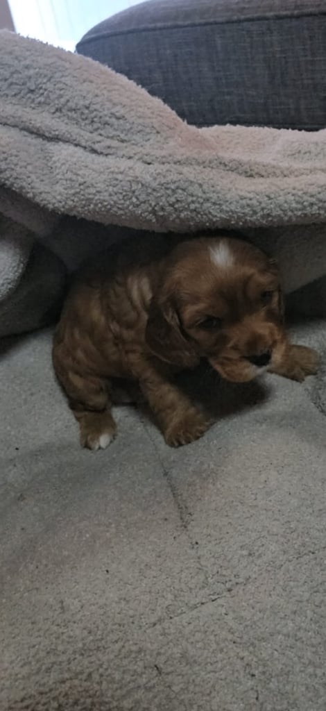 Ready to go! 1 beautiful show cocker spaniel for sale