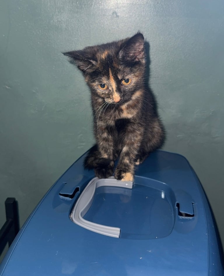 2 beautiful kittens looking for a home