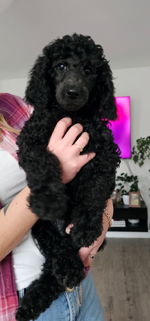 Last 2 Boys! KC standard poodle for sale !