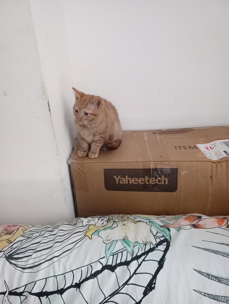 Kitten. Ginger girl