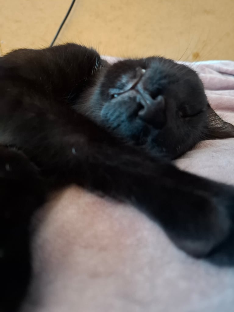 4 very fluffy kittens 8 weeks and Salem 4 months