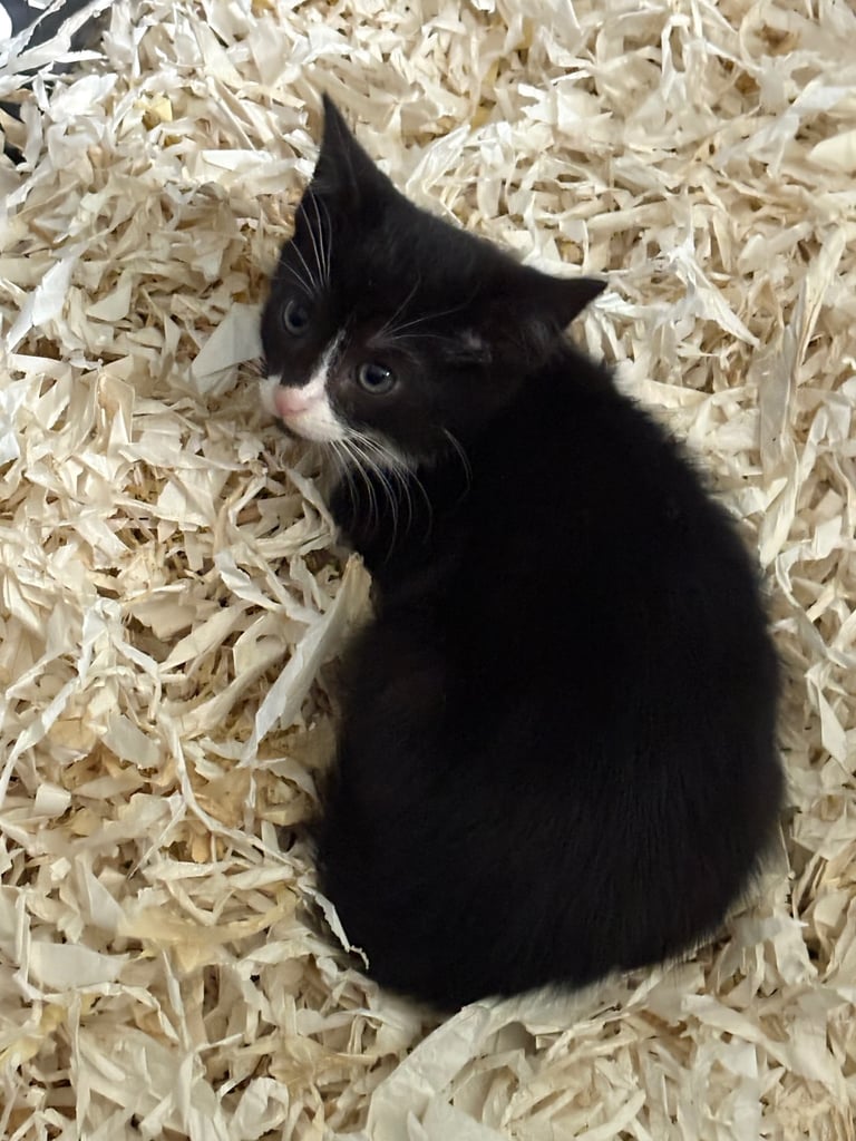 Kittens ready now 