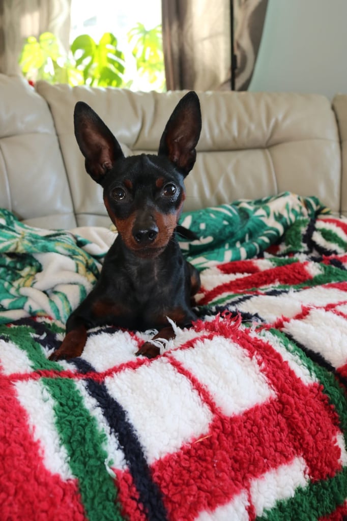 Not KC Reg Miniature Pincher Puppies 