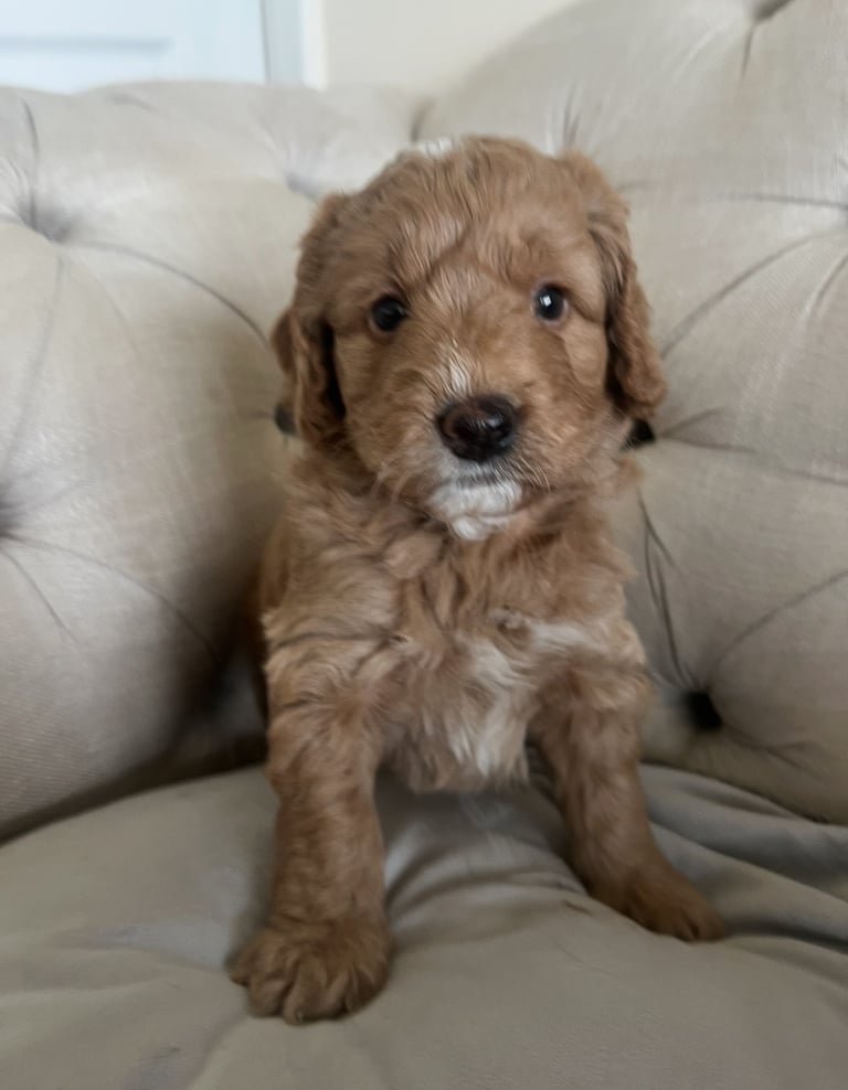 Beautiful Cavapoochon Puppies