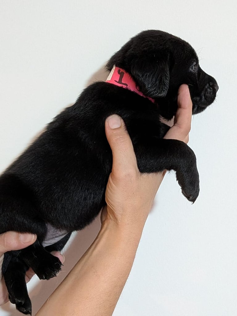Reducrd* 11 KC reg, labrador retrievers, 10weeks old.