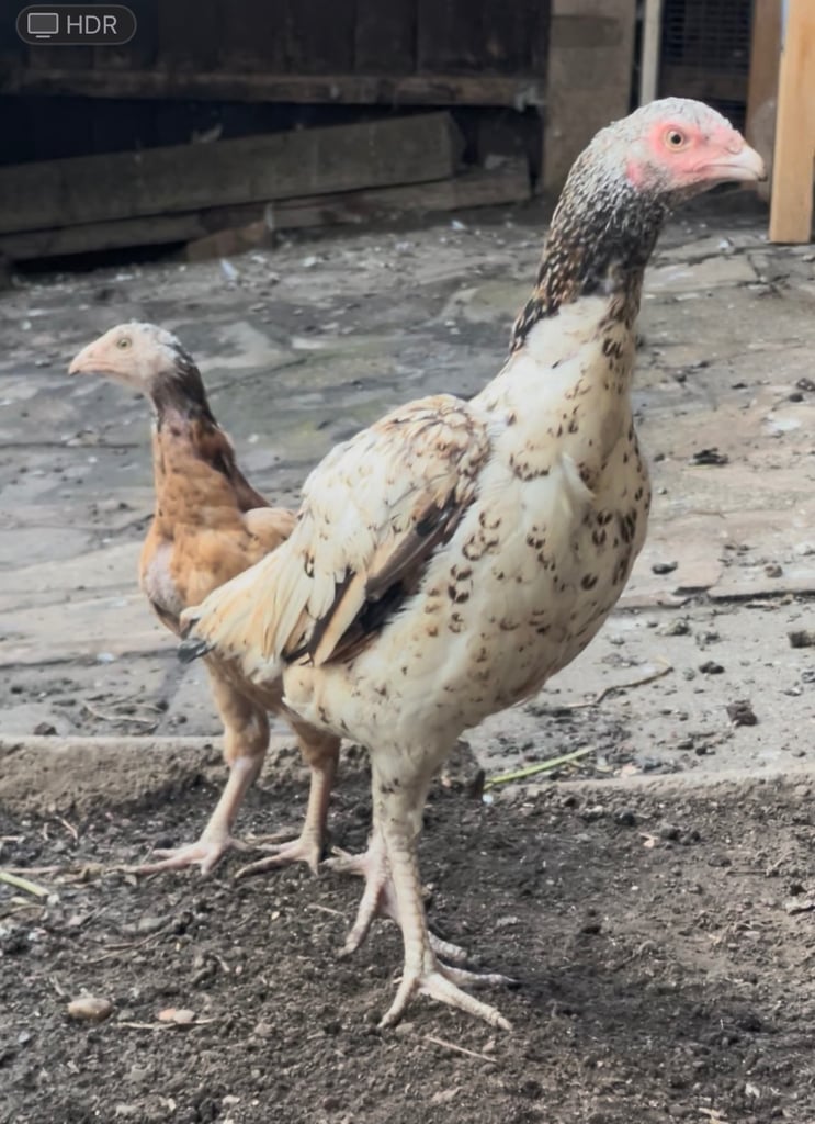 Aseel hen chicken stag bird chicks 