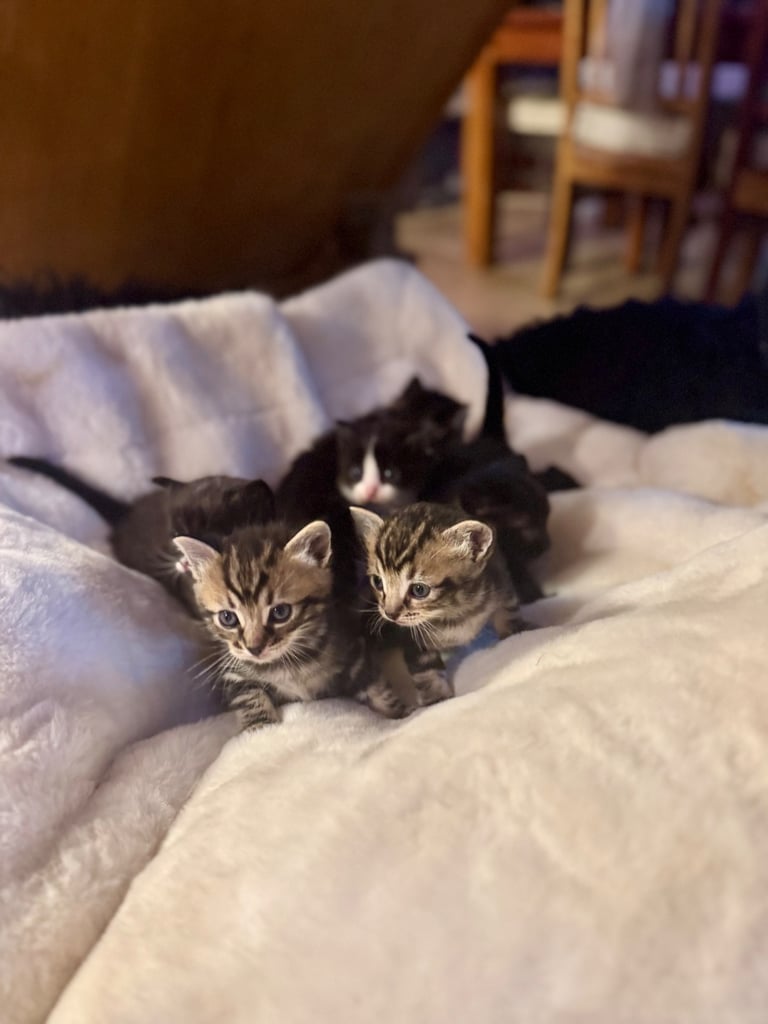 Stunning half Ragdoll kittens 