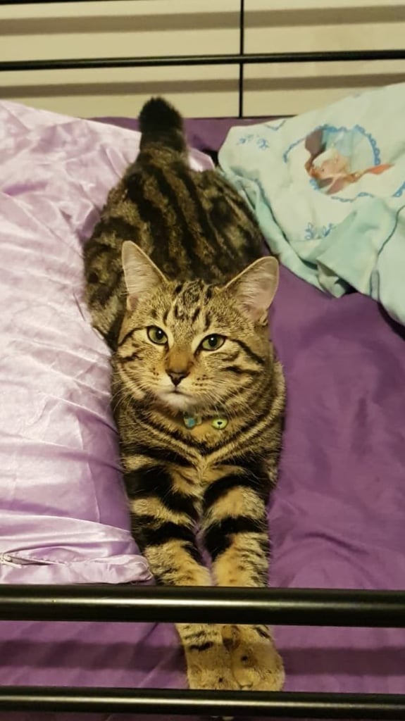 🐾 Beautiful 7-Month-Old Half Bengal Cat – “Tigger” 🐾