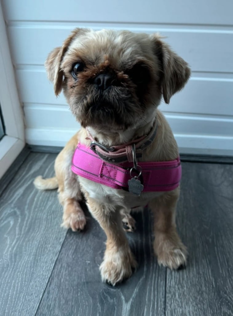 Brand New Dog Harness Strong Anti Pull Size S/M Manchester