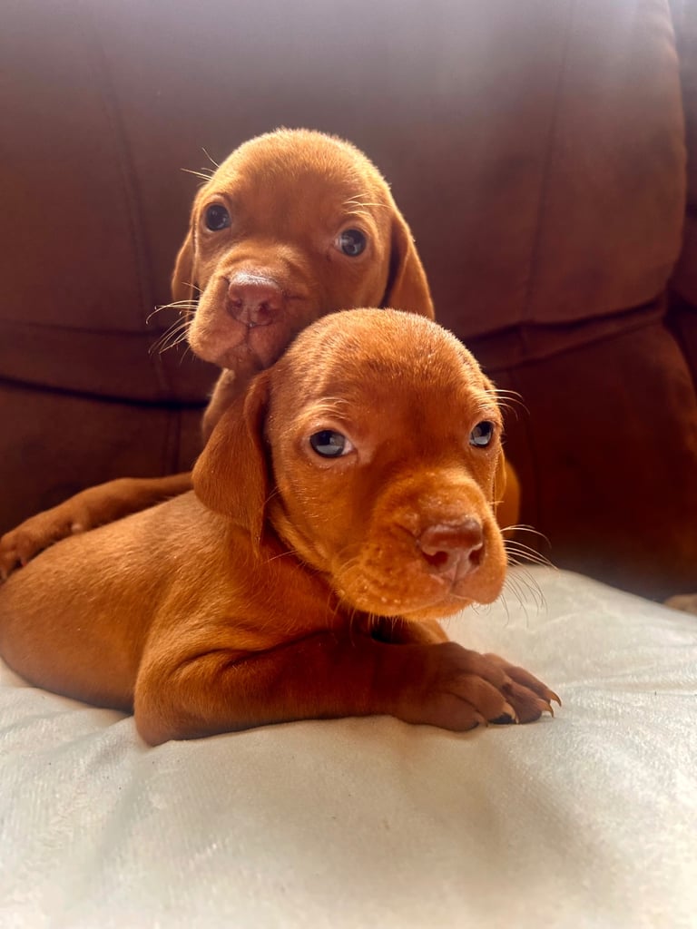 Hungarian viszla puppies 