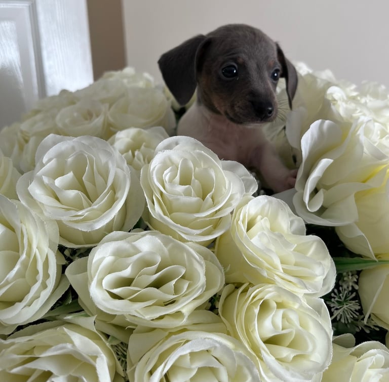 Miniature dachshund ONLY 3 left 