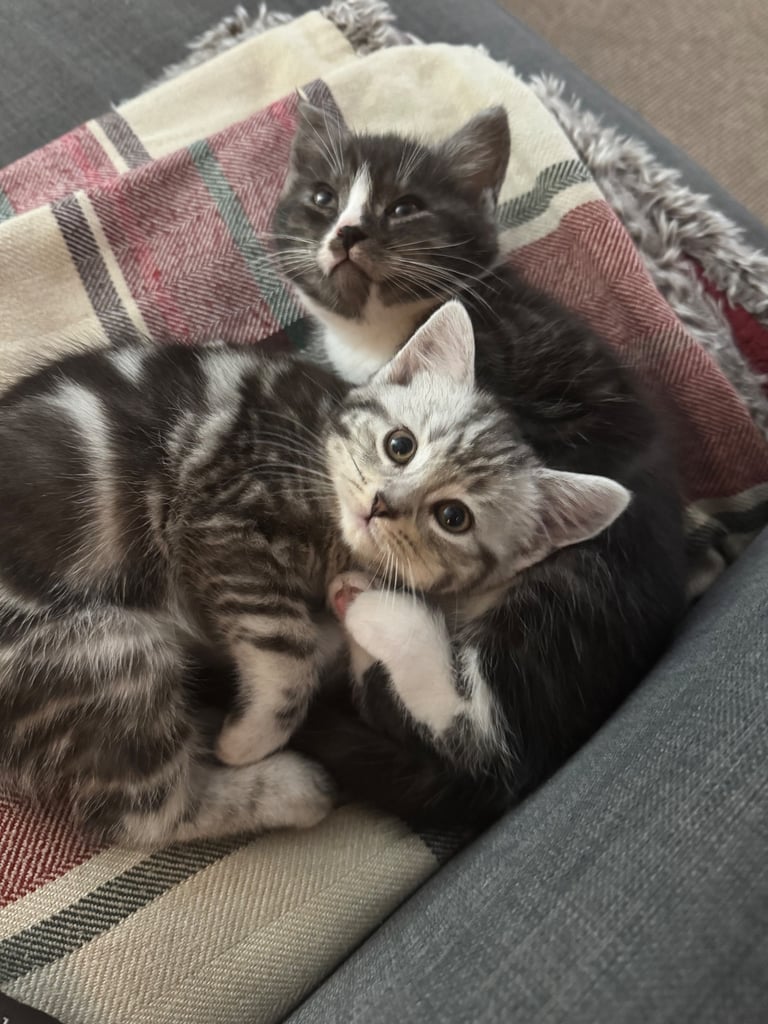 Maine Coon Mix Kittens - All Sold Now