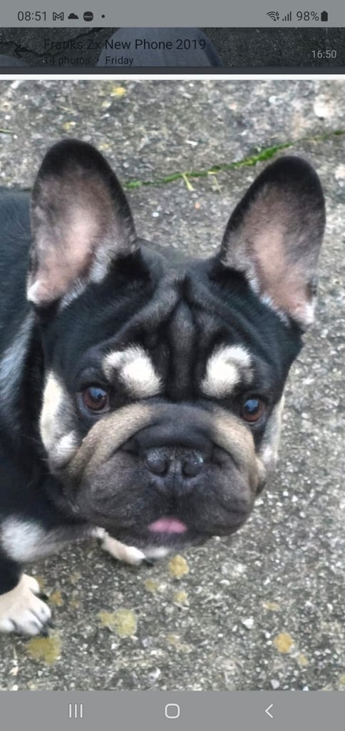Quality French bulldog  for sale 