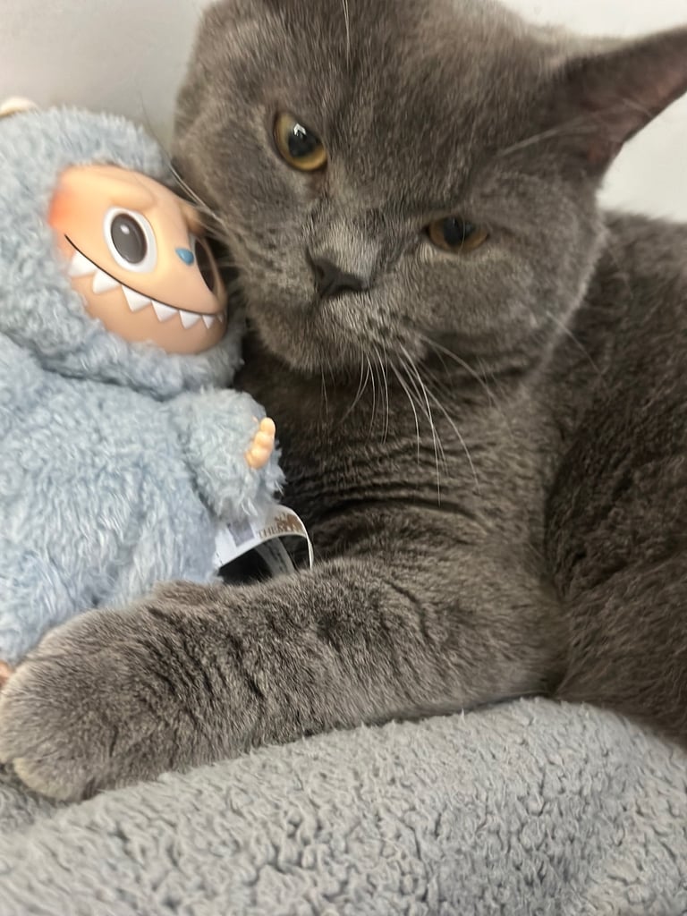 cat for sale 