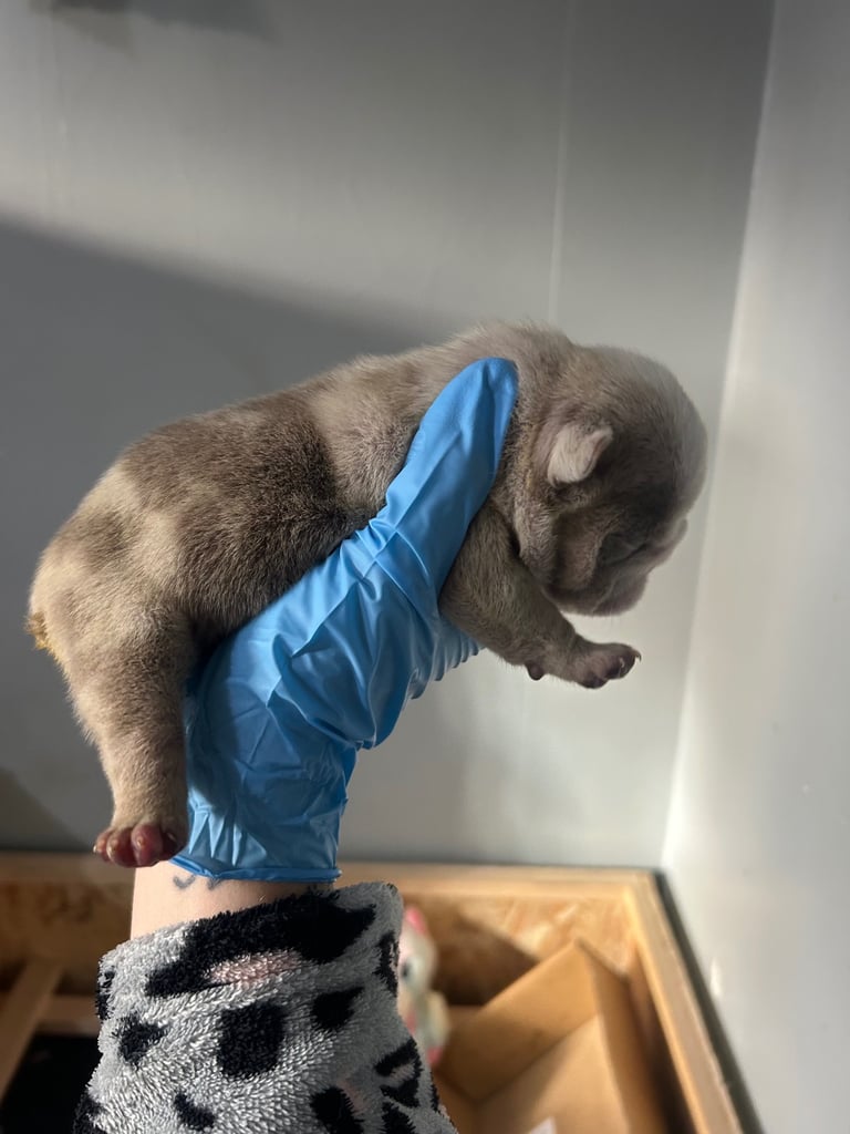 English Bull dog pups 