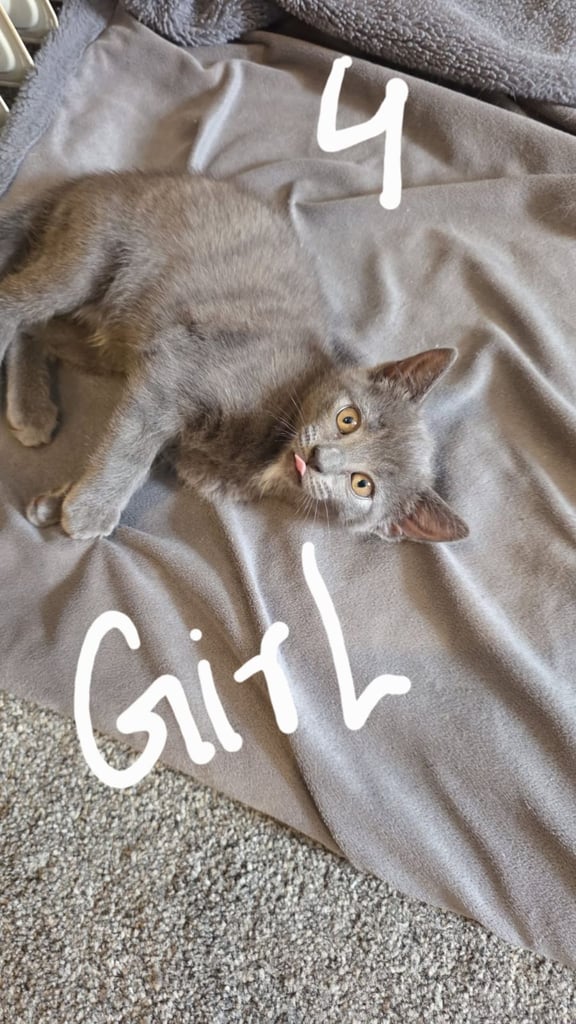 Kittens for sale