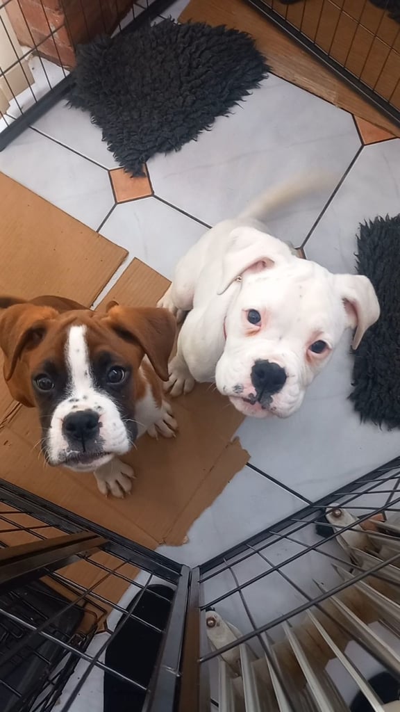 Boxer Puppy READY NOW