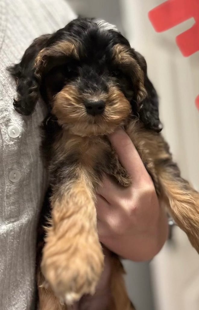Heart Melting Show Cockapoo Pupd