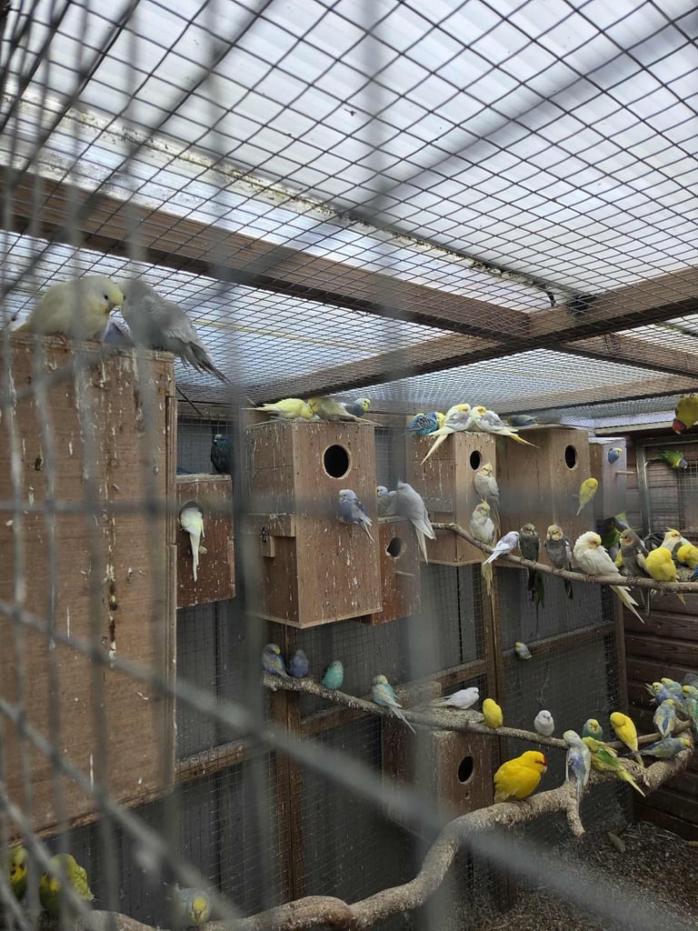 Various budgies for sale 