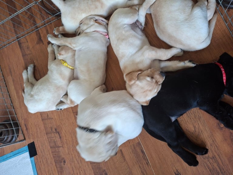 Puppy male ready for his new home