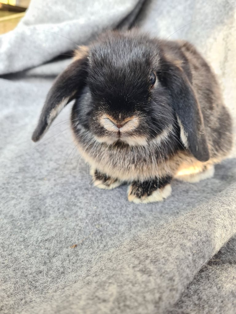 Mini lop##