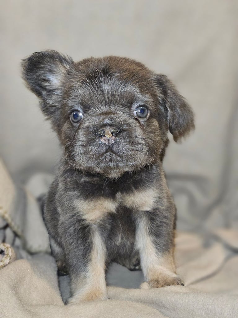 Fluffy frenchbulldog puppies Ready to leave now ❤️