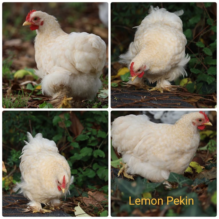 Pekin Bantam Cockerals - Lemon & Millefleur 
