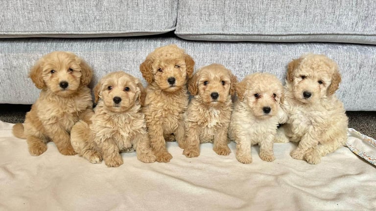 Coton noodle puppies ready now