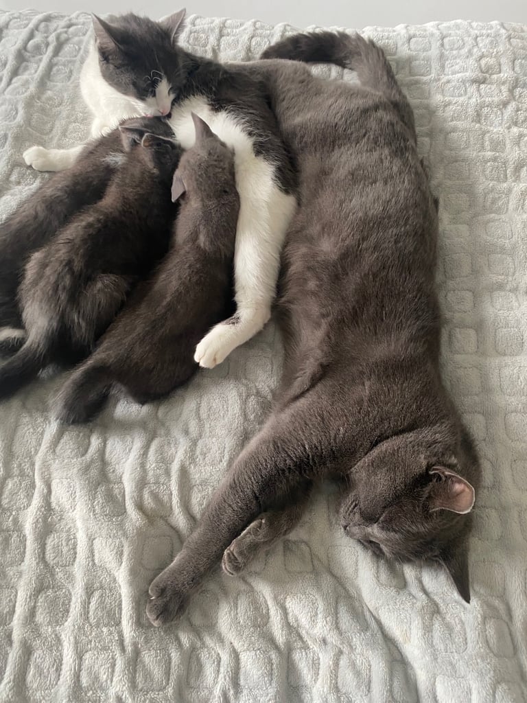 KITTENS 3 GIRLS READY NOW!!