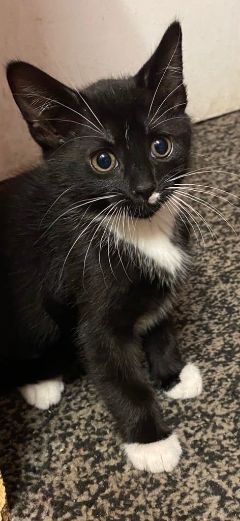 Kitten looks new house